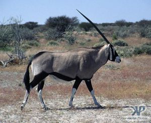 cd14-s34.jpg - Oryx