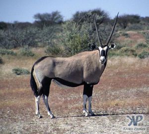 cd14-s35.jpg - Oryx