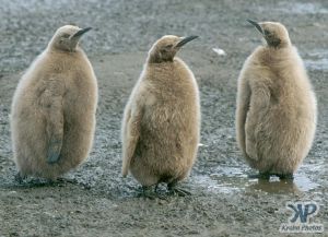 cd1025-s04.jpg - King penguin chicks