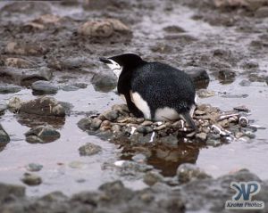 cd1025-s09.jpg - Chinstrap Penguin