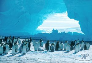cd1025-s10.jpg - Emperor Penguins