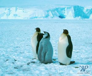 cd1025-s11.jpg - Emperor Penguins