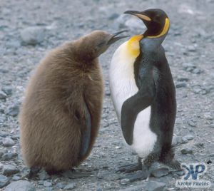cd1025-s17.jpg - King penguin chick