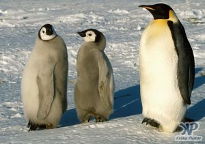 cd1025-s19.jpg - Emperor Penguin