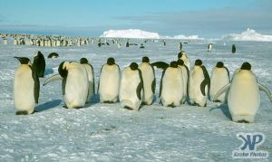 cd1025-s23.jpg - Emperor penguins