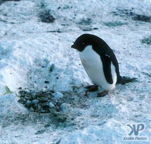 cd1025-s29.jpg - Adelie penguin