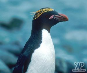 cd1025-s31.jpg - Macaroni penguin