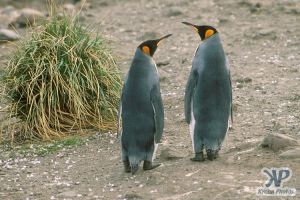 cd1026-s03.jpg - King penguins
