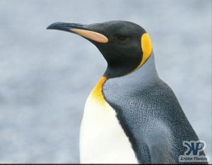 cd1026-s07.jpg - Emperor penguin