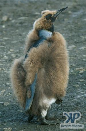 cd1026-s09.jpg - King penguin chick