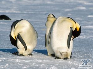 cd1026-s12.jpg - Emperor penguins