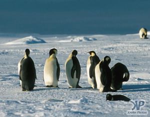 cd1026-s13.jpg - A group of Emperor penguins(New)