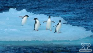 cd1026-s16.jpg - Adelie penguins