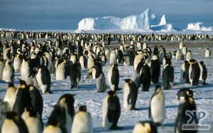 cd1026-s25.jpg - Penguin rookery