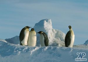 cd1026-s30.jpg - 4 Emperor penguins