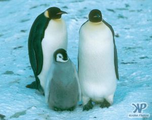 cd1025-s06.jpg - Emperor Penguin family