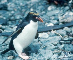 cd1025-s08.jpg - Macaroni Penguin