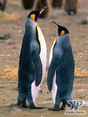 cd1025-s22.jpg - King penguins