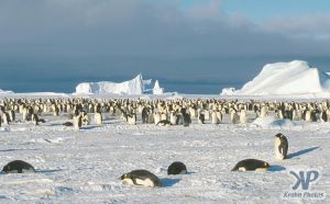 cd1025-s27.jpg - Emperor penguin colony