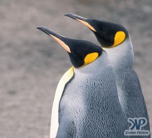 cd1026-s04.jpg - King penguins