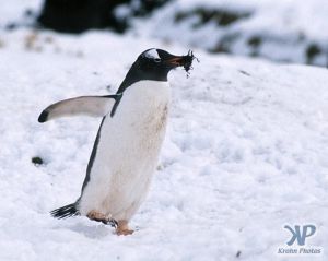 cd1026-s08.jpg - Gentoo penguin
