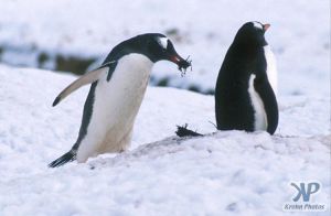 cd1026-s10.jpg - Two Gentoo penguins