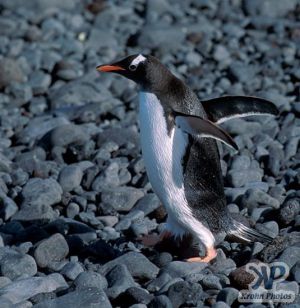 cd1026-s24.jpg - Gentoo penguin