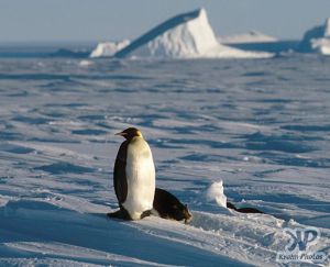 cd1026-s28.jpg - Emperor penguin