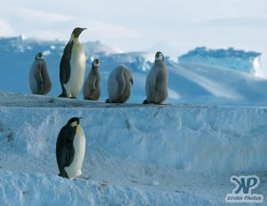 cd1026-s29.jpg - Emperor penguins