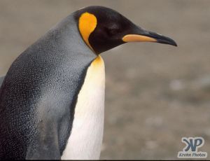 cd1026-s33.jpg - King penguin
