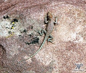 cd1031-s26.jpg - Gecko