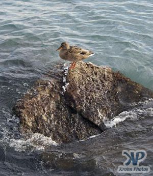 cd33-d29.jpg - Duck