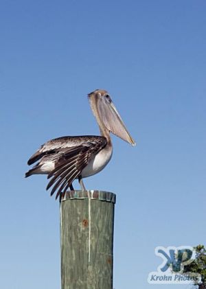 cd34-d03.jpg - Pelican