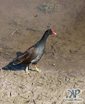 cd34-d13.jpg - Moorhen