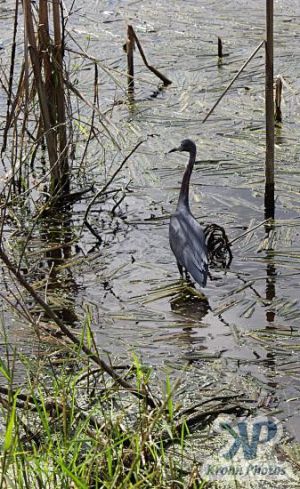 cd34-d17.jpg - A Heron