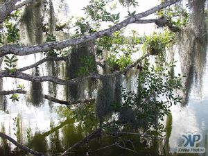 cd34-d21.jpg - Moss hanging from a tree