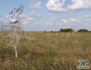 cd34-d25.jpg - Everglades