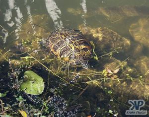 cd34-d27.jpg - Turtle in a pond