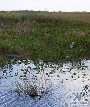 cd34-d29.jpg - Everglades