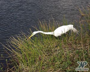 cd34-d31.jpg - Bird fishing