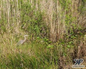 cd34-d37.jpg - Heron