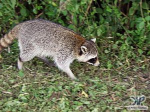 cd34-d46.jpg - Racoon