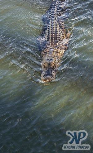 cd34-d50.jpg - Alligator