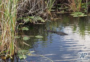 cd34-d56.jpg - Alligator floating in a pool