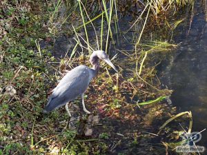 cd34-d58.jpg - Heron looking for food