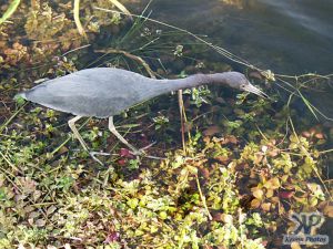 cd34-d59.jpg - Heron in the Everglades