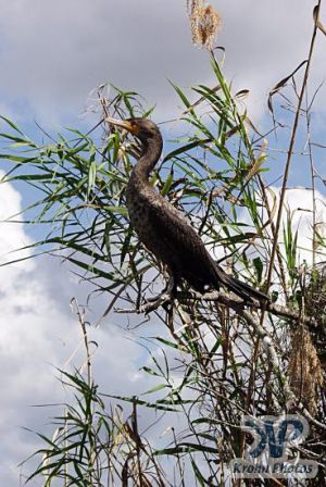 cd34-d61.jpg - Bird at rest