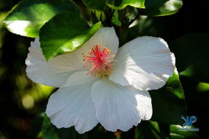 A7-DSC0075.jpg - White Hibiscus