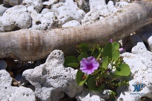 A7-DSC0084.jpg - Morning Glory