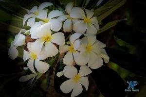 A7-DSC0087.jpg - Plumeria flower